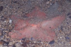 Goose foot starfish,never seen one one before.. Isle of L... by Derek Haslam 